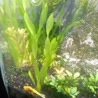 スクリューバリスネリア　3株の画像