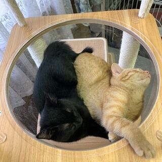 【譲渡決まりました☆】生後３ヶ月の子猫の里親募集中