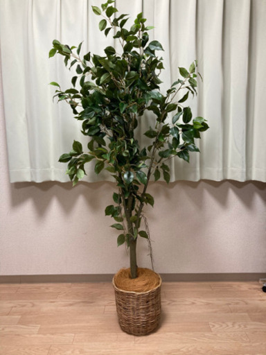 ベンジャミン　¥3500 人工観葉植物 フェイクグリーン 高さ150cm