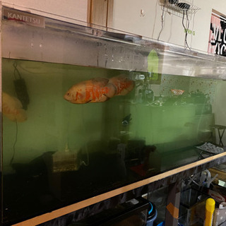1800水槽 180水槽 水槽台 生体