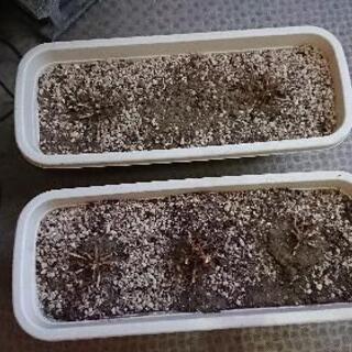 プランター他