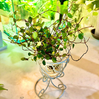 観葉植物　ワイヤープランツ　発根済み　10本