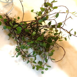 観葉植物　ワイヤープランツ　発根済み　10本の画像