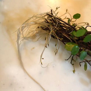 観葉植物　ワイヤープランツ　発根済み　10本の画像