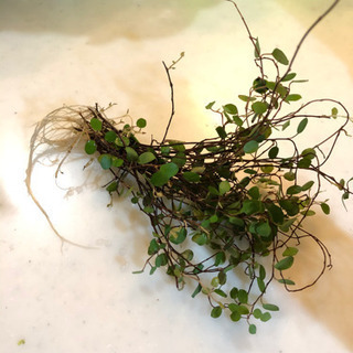 観葉植物　ワイヤープランツ　発根済み　10本の画像