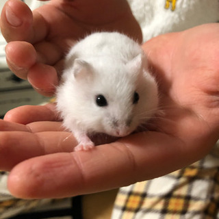 里親の方が決まりました