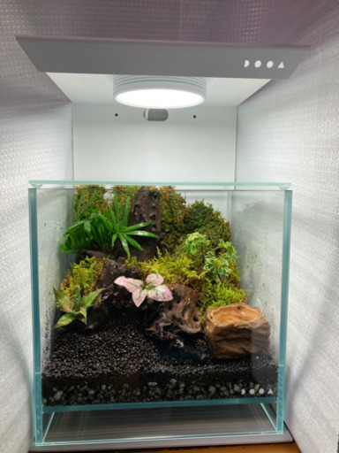 イモリウム完成品　ADA DOOAセット