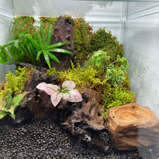 イモリウム完成品 ADA DOOAセット