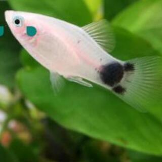 熱帯魚【エンゼルフィッシュ⠀】【アカヒレ】