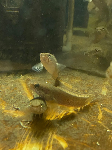 熱帯魚　ドワーフスネークヘッド