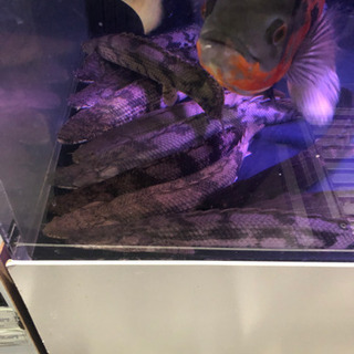 ポリプテルス　いろいろ