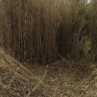 伐採した木や笹いりませんか？