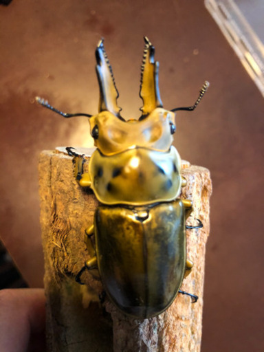 ババオウゴンオニクワガタ  新成虫　ペア　未使用