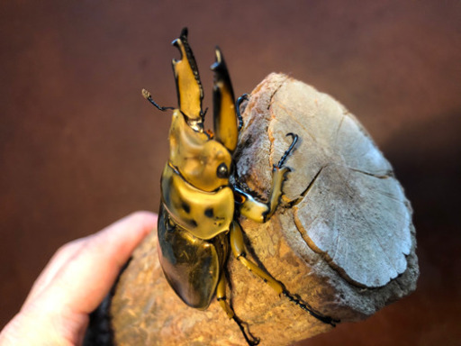 ババオウゴンオニクワガタ  新成虫　ペア　未使用　