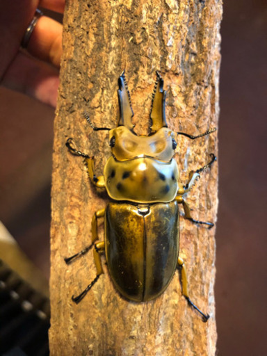 ババオウゴンオニクワガタ  新成虫　ペア　未使用　