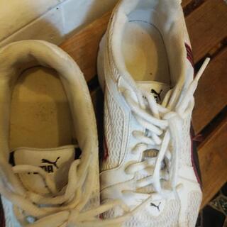 ⭐PUMA⭐の画像