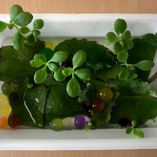 ★まだあります★ マザーリーフ　子宝草　縁起物の画像