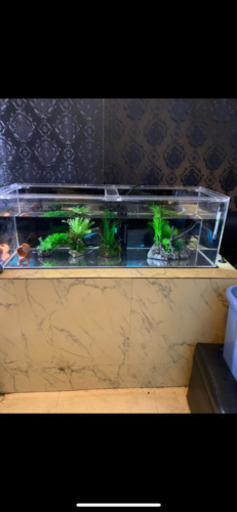 アクアリウム水槽全部セット