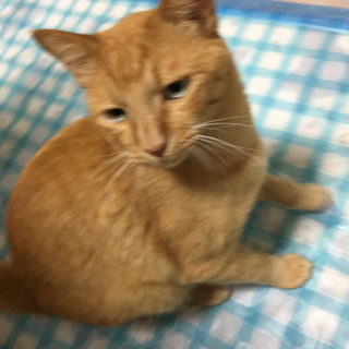 里親募集