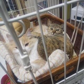 フワフワ長毛茶白の男の子（トライアル中です）ほっこり和顔キジ柄の女の子 - 倉敷市
