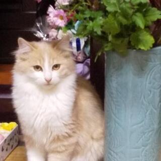 フワフワ長毛茶白の男の子（トライアル中です）ほっこり和顔キジ柄の女の子 - 猫