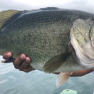 バス釣り友達募集！