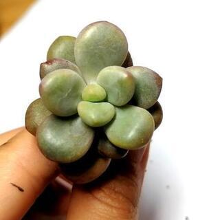 【soldout】多肉植物　アバンギャルド　抜き苗　韓国苗