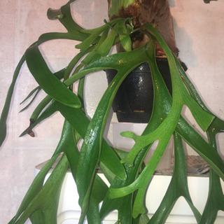 ビカクシダ コロナリウム 大型