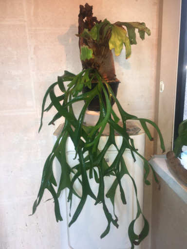 ビカクシダ コロナリウム　大型