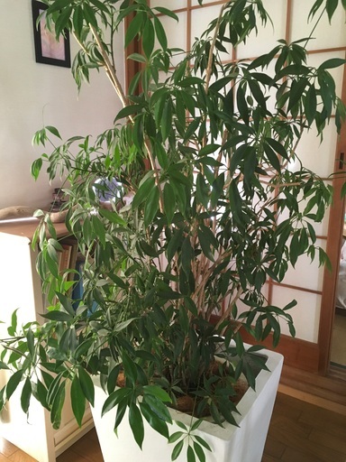 観葉植物　1