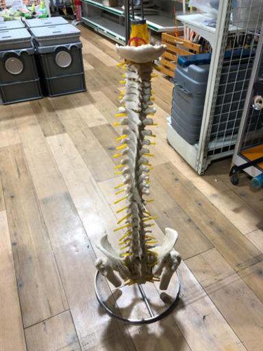 現品限り‼︎   脊椎　模型　飾り　勉強