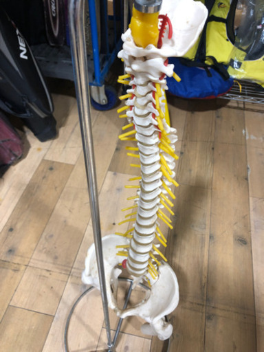現品限り‼︎   脊椎　模型　飾り　勉強　