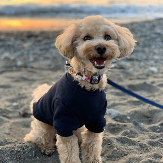 【愛犬のお悩み相談お聞きします🐶】