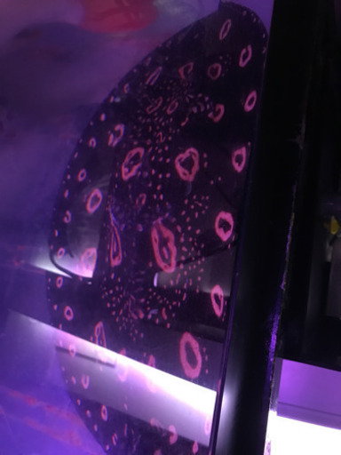 ダイヤモンドポルカ難