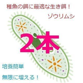★ゾウリムシ種水　メダカ　グッピー　ベタ　稚魚　針子　餌　超濃縮...