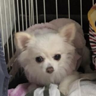 10月で５歳になったメスのチワワです。