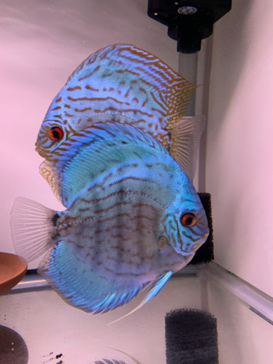 ドイツブリリアント　ペア