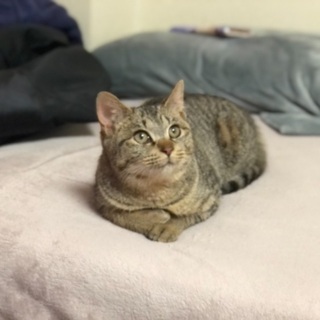 里親さん募集