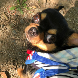 無事里親がみつかりました。スムースコートチワワ ♂2歳 - 犬
