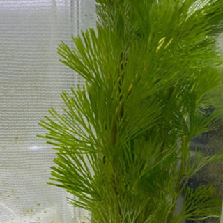 【水草】カモンバ 金魚草【熱帯魚】