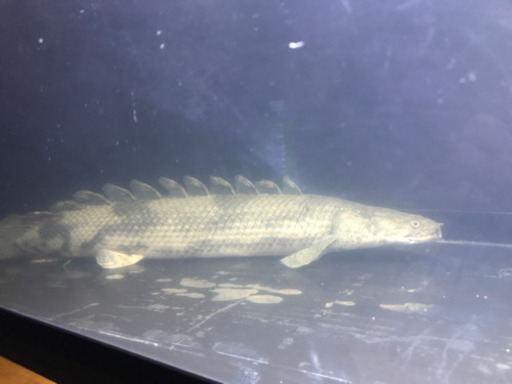 ポリプテルス各種