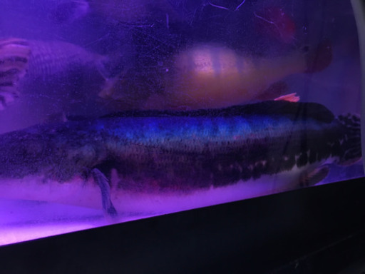 レッドスネークヘッド綺麗です。