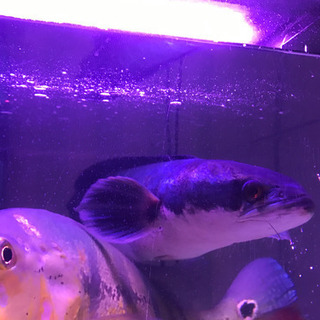 レッドスネークヘッド綺麗です。の画像