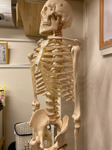 骨模型売ります