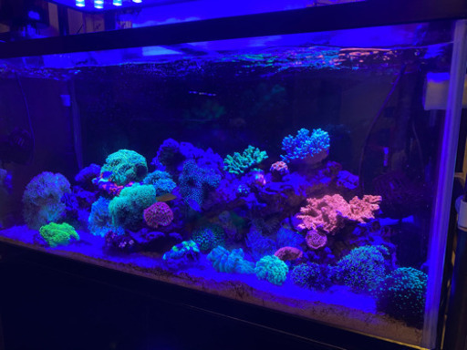 サンゴ各種　最大2万