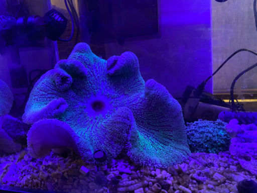 サンゴ各種　最大2万