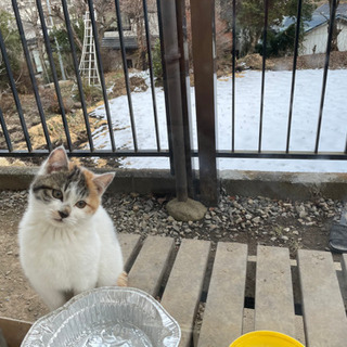 一匹は里親見つかりました。あと一匹はキャンセルになりそうですので...
