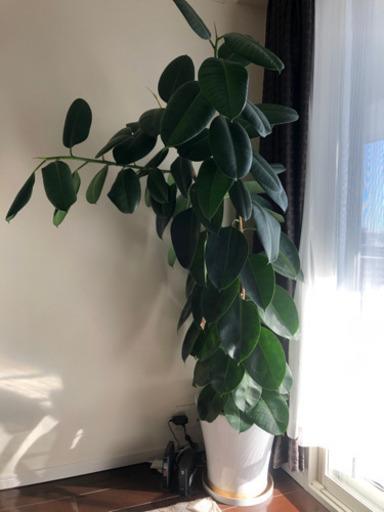 取りに来て頂ける方限定　観葉植物　ゴムの木