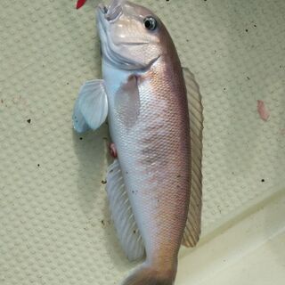 釣り仲間募集。 - 対馬市