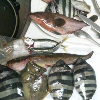 美味しいものほどトゲがある！　魅惑な毒魚の釣り体験！ − 東京都